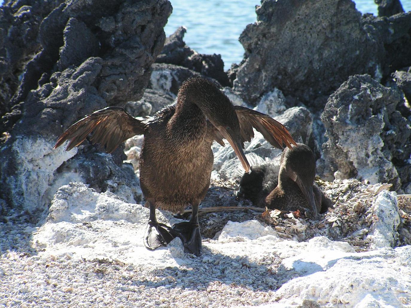 GALAPAGOS